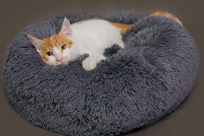 Super Soft Pet Bean Bag - Happy2Cats