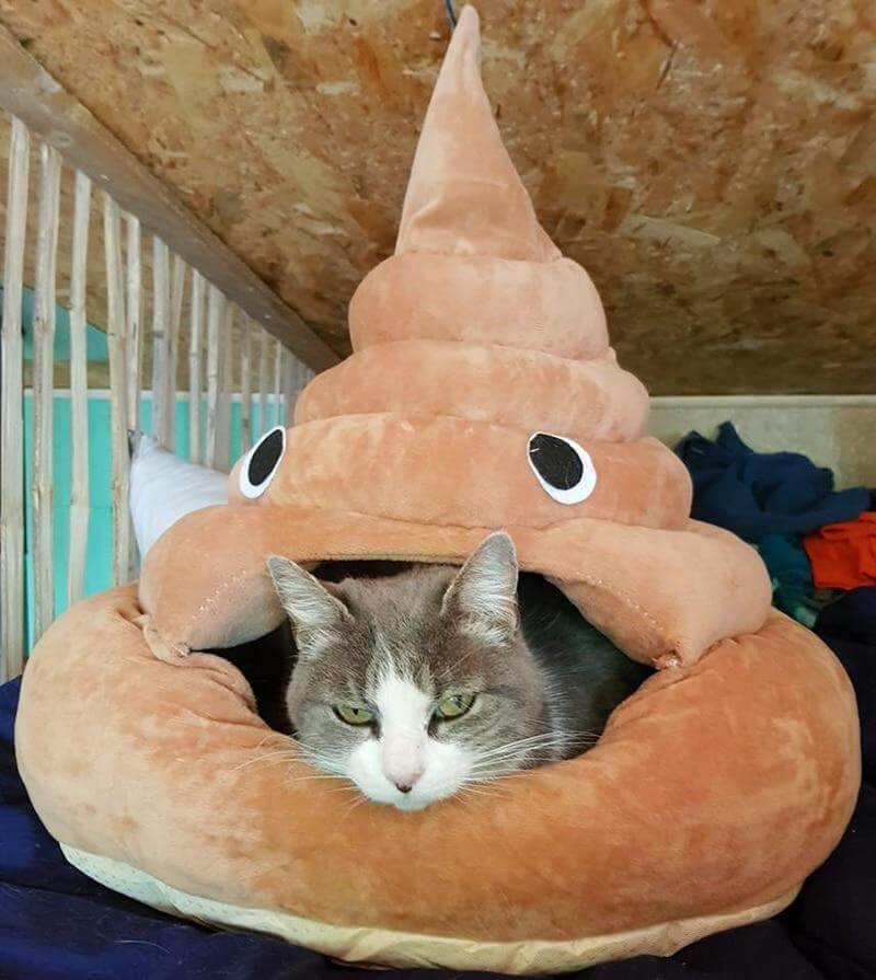 Funny Poop Cat Bed House - Happy2Cats